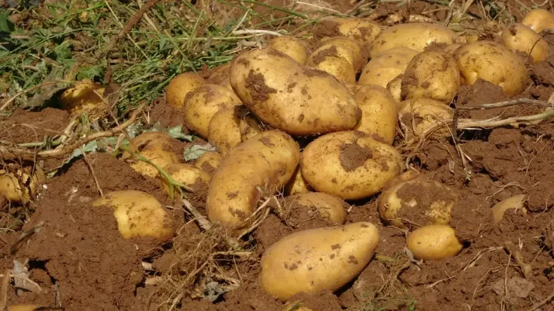 Yozgat'ta Patates Hasadı Başladı Fiyatlar Çiftçiyi Üzdü!