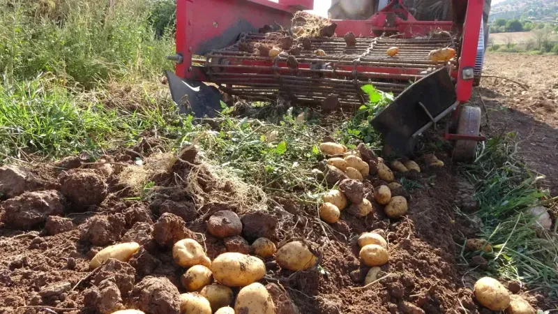 Yozgat'ta Patates Hasadı Başladı Fiyatlar Çiftçiyi Üzdü!