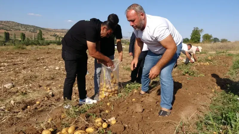 Yozgat'ta Patates Hasadı Başladı Fiyatlar Çiftçiyi Üzdü!